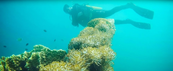 科隆旅遊推薦-珊瑚
