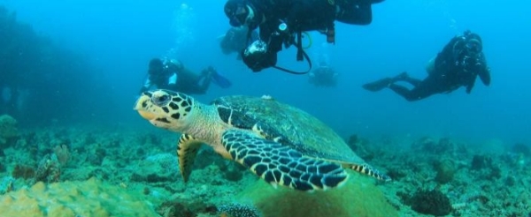 科隆旅遊推薦-海龜