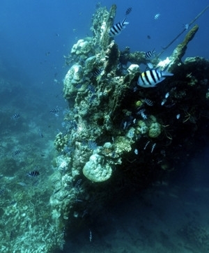 科隆島旅遊推薦-經典跳島出海、沉船支架、與魚共舞五日