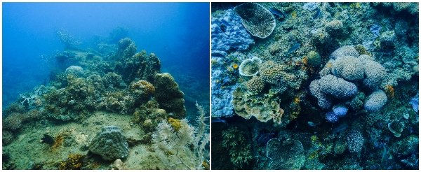 【跳島出海】盧松砲艦沉船→珊瑚花園→帕斯島→帕斯島上玩水休憩→菲式手抓飯