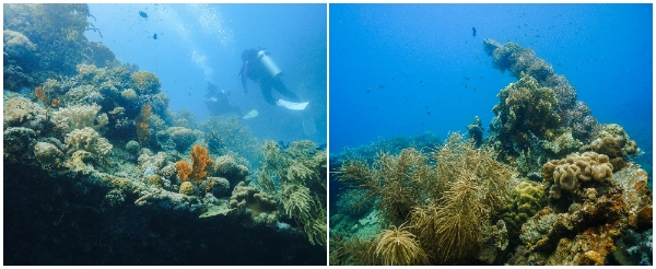 【跳島出海】盧松砲艦沉船→珊瑚花園→帕斯島→帕斯島上玩水休憩→菲式手抓飯